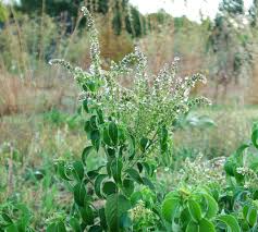 Image result for Ocimum angustifolium