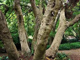 Image result for Ficus sur