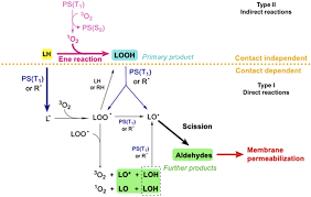 Cat este radical din 3. Photodynamic Therapy In Cancer Treatment An Update Review
