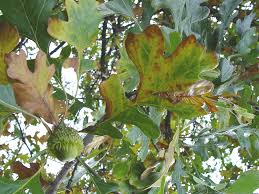 Image result for Quercus macrocarpa