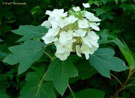 Image result for Hydrangea quercifolia
