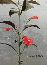 Image result for Ruellia brevifolia