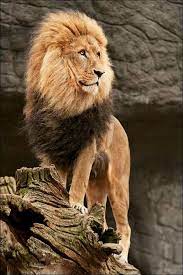 Found On Bing From Alamphoto Com Animals Animals Beautiful Majestic Animals