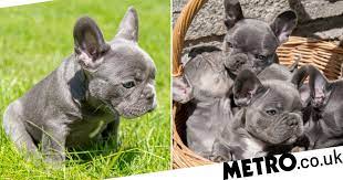 Bearfoot bulldogs is a quality bulldog breeder of french and english bulldogs servicing colorado, wyoming and nebraska. Adorable Litter Of Pure Bred French Bulldog Puppies Is Worth 16 000 Metro News