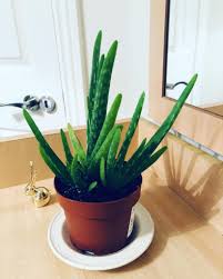 They are offsets of the main plant that develop from horizontal stems (stolons) that grow outward. Aloe Vera And It S Pups Album On Imgur