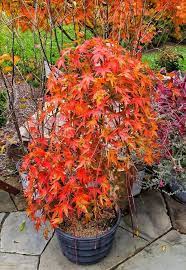 Ryusen Japanese Maple Fall Color Japanese Garden Style Japanese Garden Design Dwarf Japanese Maple