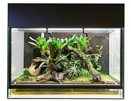 Pin By Alexandra Bock On Naturalistic Life Under Glass Frog Terrarium Glass Aquarium Tree Frogs