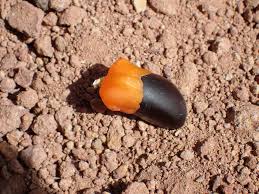 Image result for Afzelia