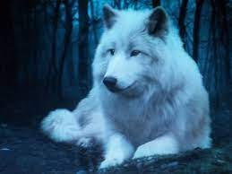 Dreamstime is the world`s largest stock photography community. Blue Eyes White Wolf Ao3 Novocom Top