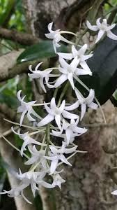 Image result for Mystacidium