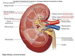 Ureter Begins Within The Renal Sinus As A Funnel Shaped Dilation The Renal Pelvis Kidney Kidney Damage Renal