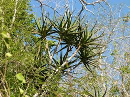 Image result for Aloidendron tongaense