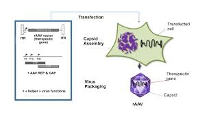 Raav Vectors Are The Carriers Of Choice For Retinal Gene Therapy Horama