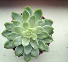 While air purifiers might help, air purifying plants are a great and natural way to clean your home's air supply. Five Easy Plants That Will Purify Your Air Look Good Make You Feel Awesome Mamanushka