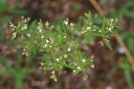 Image result for Kohautia aspera