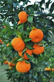 Pin Oleh Mireille Bonheurdevivre Di Frutas E Frutos Pohon Buah Tanaman Kebun