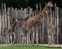 Bei Den Giraffen Gibt Es Drei Junge Leipziger Zoo Zoo Giraffen