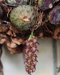 Image result for Bulbophyllum fuscum