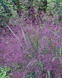Image result for Eragrostis macrochlamys