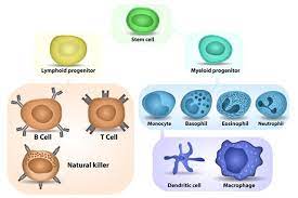 Maybe you would like to learn more about one of these? A Labeled Diagram Of The Plant Cell And Functions Of Its Organelles Biology Wise