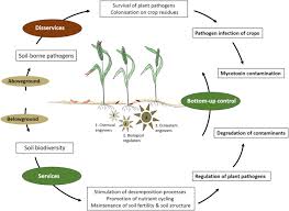 This analysis assesses these factors in relation to a business. Towards Valuation Of Biodiversity In Agricultural Soils A Case For Earthworms Sciencedirect