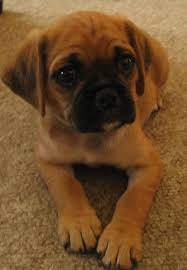 Black And Tan Pugalier Pugalier Puppy Look At That Face Pug Breed Kittens And Puppies Puppies And Kitties