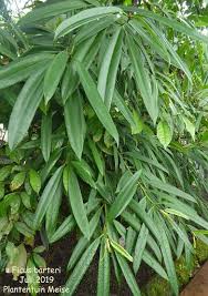 Image result for Ficus barteri