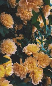 Flowers Yellow Edits Aesthetic Flowerstagram Yellow Flower Wallpaper Flower Wallpaper Iphone Wallpaper Yellow Flowers