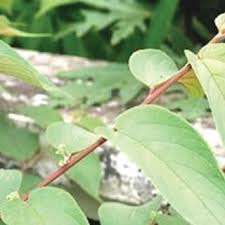 Image result for Trema sp A