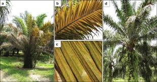 Image result for Faurea discolor