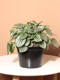 Image result for Peperomia molleri