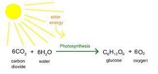 What Are The Photosynthesis Products In 2021 Photosynthesis Chemical Energy Chemistry Classroom
