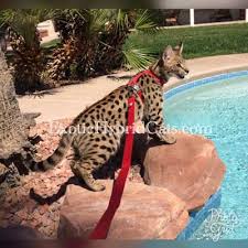 Other ads cats for sale in maryland. Exotic Savannah Cats Online Shopping