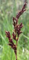 Image result for Tetragonia calycina