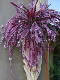 Maybe you would like to learn more about one of these? Lepismium Cruciforme Is An Epiphytic Cactus With Long Succulent Stems That Twist As They Grow And Small White Succulents Succulent Gardening Unusual Flowers