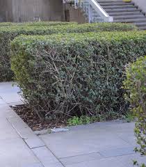 Image result for ligustrum ovalifolium
