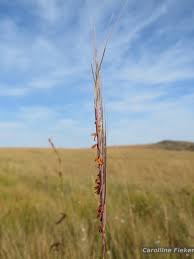 Image result for Trachypogon