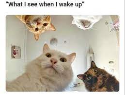 Funny facts funny memes silk spectre the flash season scorpio season cat tags friday humor fresh memes know your meme. Caturday Memes For The Feline Lovers Memebase Funny Memes