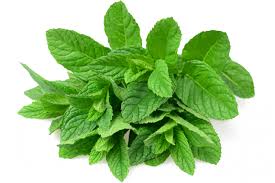 mint png 3 png 8801 free png images starpng mint png 3 png 8801 free png