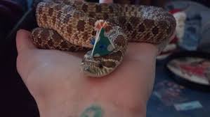1 background 1.1 development 1.2 personality 1.3 physical appearance 1.4 abilities 2. Our Hognose Regina Had A Birthday Today And It S Party Time Snakeswearinghats