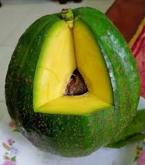 Jambu air, jambu bol, dan jambu semarang adalah buah yang. Siap Dikirim Bibit Alpukat Kendil Super Jumbo Daging Tebal Genjah Mataram Dinaputribibit Com