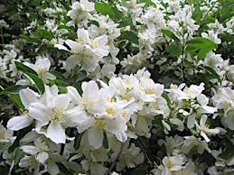 Peonies are native to asia, europe and western north america. Mock Orange Shrub Philadelphus Lewisii Friends Of Pier Park