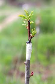 Grafting is used for two principal reasons: How To Graft Fruit Trees