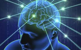 Resultado de imagen para cerebro humano