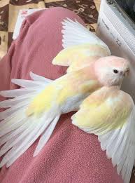 Birds You Can Have As Pets Birdie In 2020 Pretty Animals Cute Baby Animals Pets