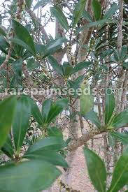 Image result for Myrsine