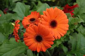 Image result for Gerbera