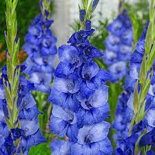 Gladiolus Mante K Van Bourgondien Wholesale Bulbs Spring Planting Flowers Gladiolus Flower Gladiolus