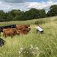 Summer Holiday Club at Bath City Farm event image