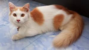 Maybe you would like to learn more about one of these? 15 Cara Menggemukkan Kucing Secara Alami Dan Efektif Arenahewan Com